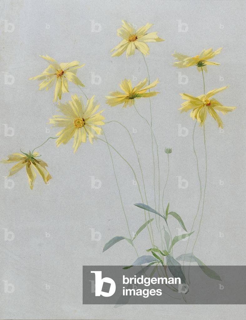 Studio di margherite gialle, un disegno per carta da parati (w/c & gouache su carta)