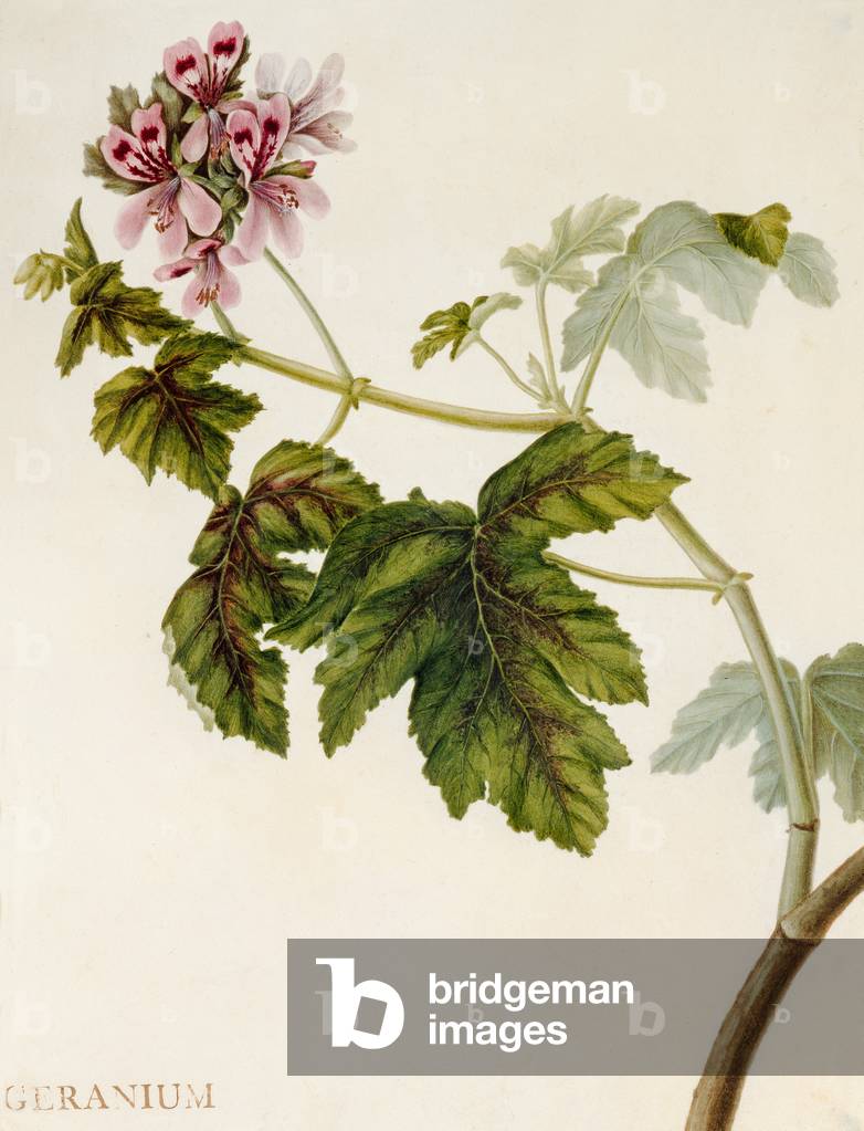 Geranium (w/c on vellum)