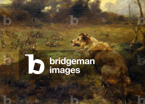 Rabbit Hunter (oil on canvas)