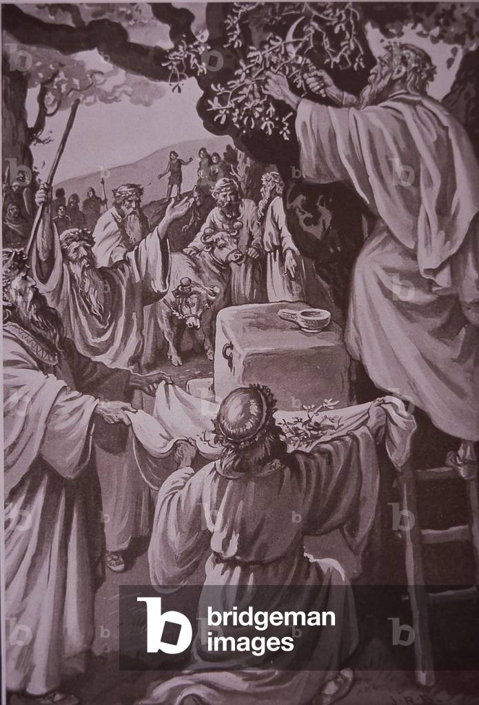 Origins of Christmas - Druids cutting mistletoe, late 19th century (litho)