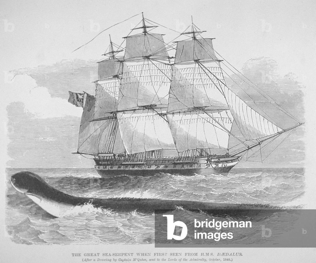 The great sea serpent when first seen from HMS Daedalus in 1848, c.1848 (engraving)