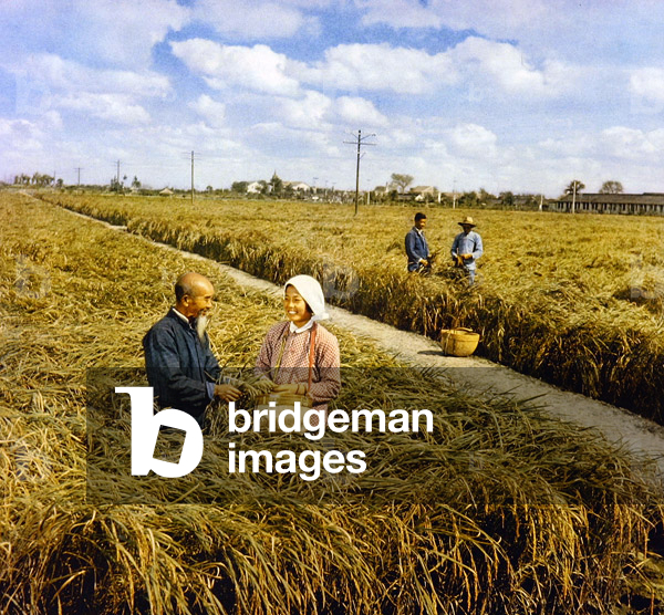 Joy of a bumper harvest, Communist China, 1959 (photo)