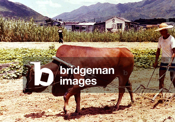 Peasant ploughing with ox (photo)