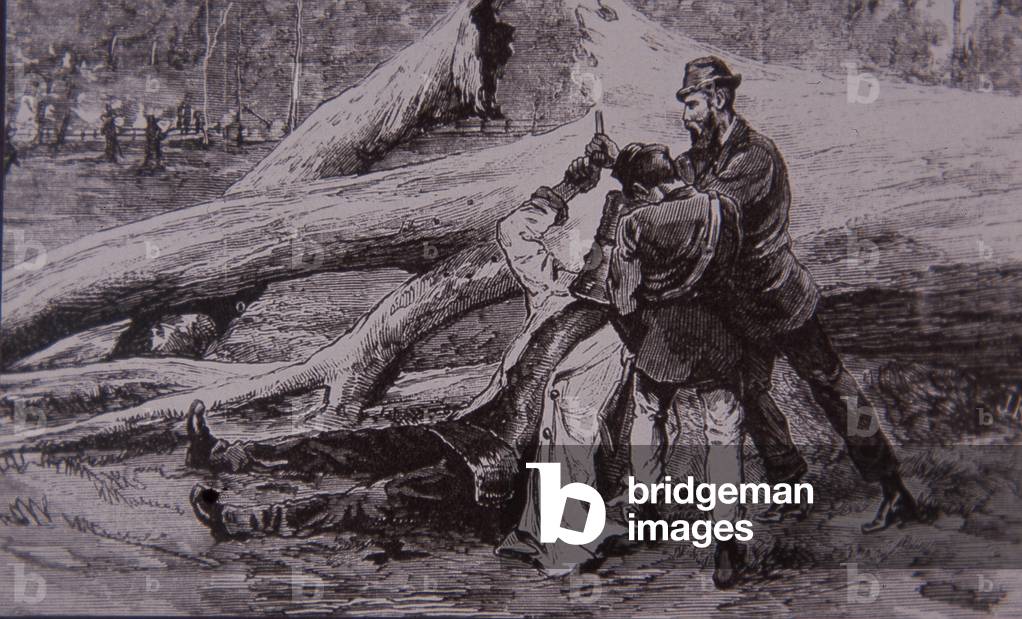 Ned Kelly captured by Police Constable Kelly and railwayman Jesse Dowsett, 28 June 1880 (engraving)