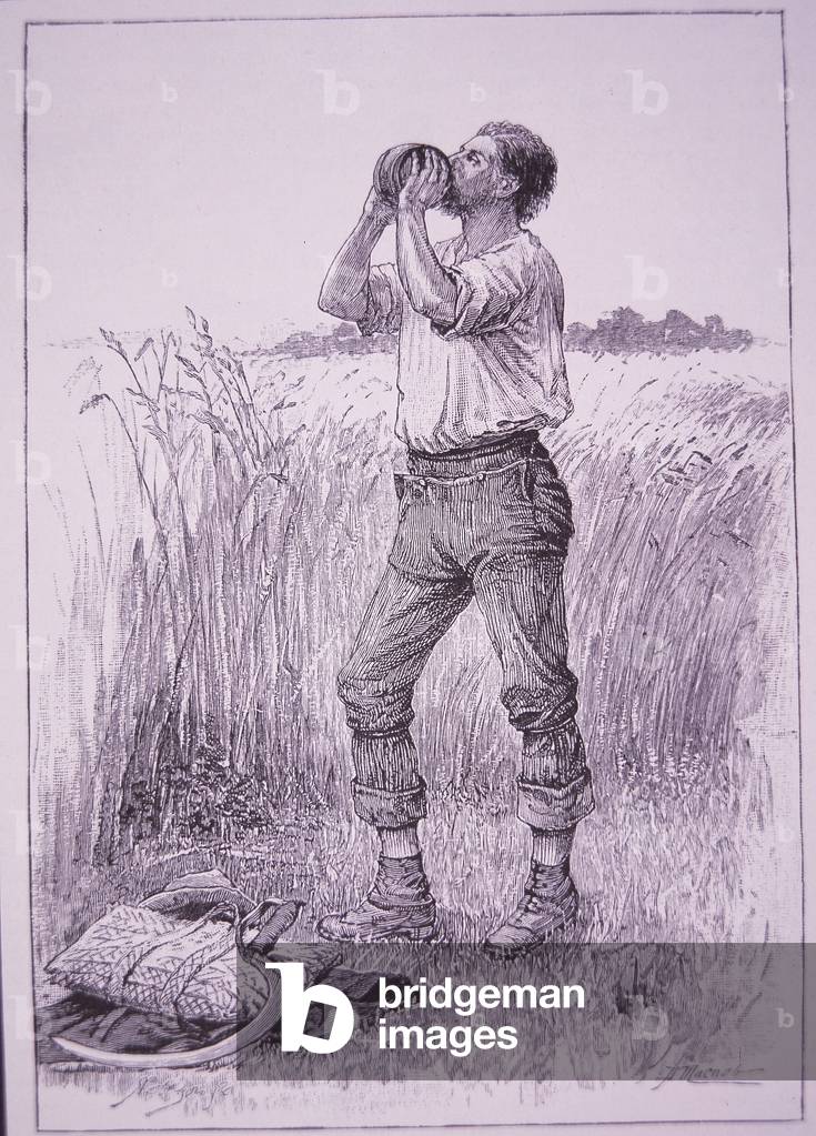 Thirsty farm worker drinking cider, 1886 (wood engraving)