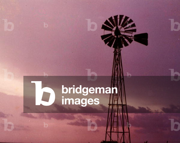 Symbol of the vast American plains (photo)