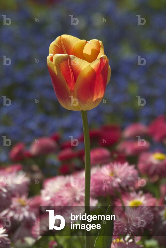 Cultivated tulip in a garden display, Singleton Botanic Gardens, Swansea, South Wales, United Kingdom (photo)