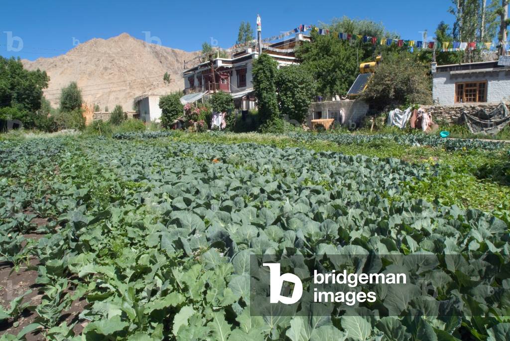 Organic gardening/farming: Vegetable beds in organic kitchen garden at traditional Ladakhi guest-/farmhouse Sankar, Leh, Ladakh, Himalayas, Jammu and Kashmir, India (photo)