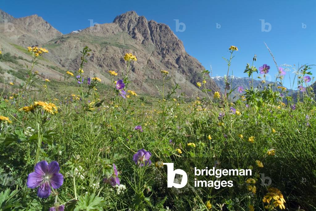 Himalayan wildflower mountain meadow Sankoo, Suru Valley, Western Ladakh, Jammu and Kashmir, India (photo)