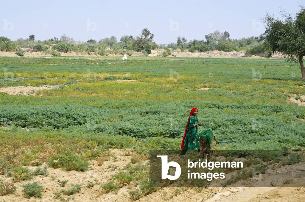 Indian girls in a chickpea field in sandy desert scrub landscape, Damodra, Thar Desert, Rajasthan, India, (photo)