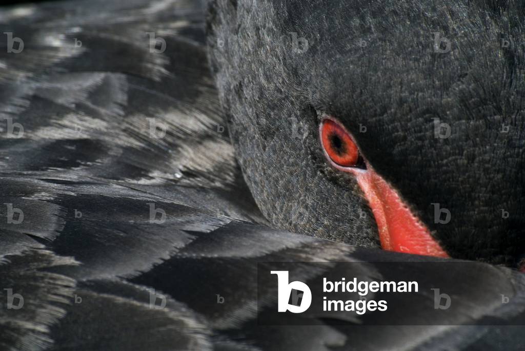Black Swan (Cygnus atratus), National Wetlands Centre Wales, Llanelli, Carmarthenshire, South Wales, United Kingdom (photo)