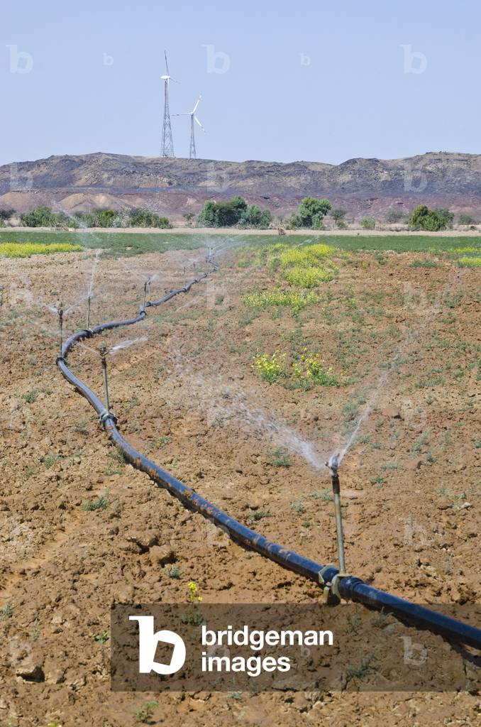 Desert Agriculture: Sprinkler irrigation of mustard field in Tejwa, Thar Desert, Rajasthan, India (photo)