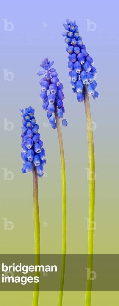 Three Grape Hyacinth (Muscari sp.) (photo)