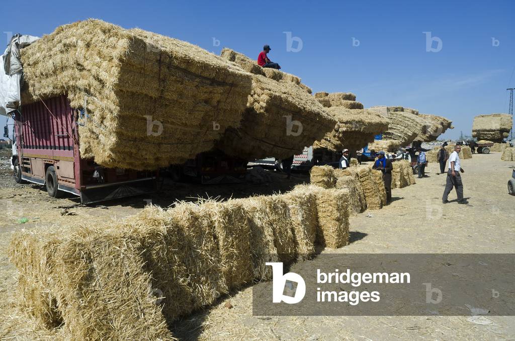 Trucks with huge loads of straw bales for sale on Moroccan town market, Taroudant, Souss-Massa-Draa Region, Morocco (photo)