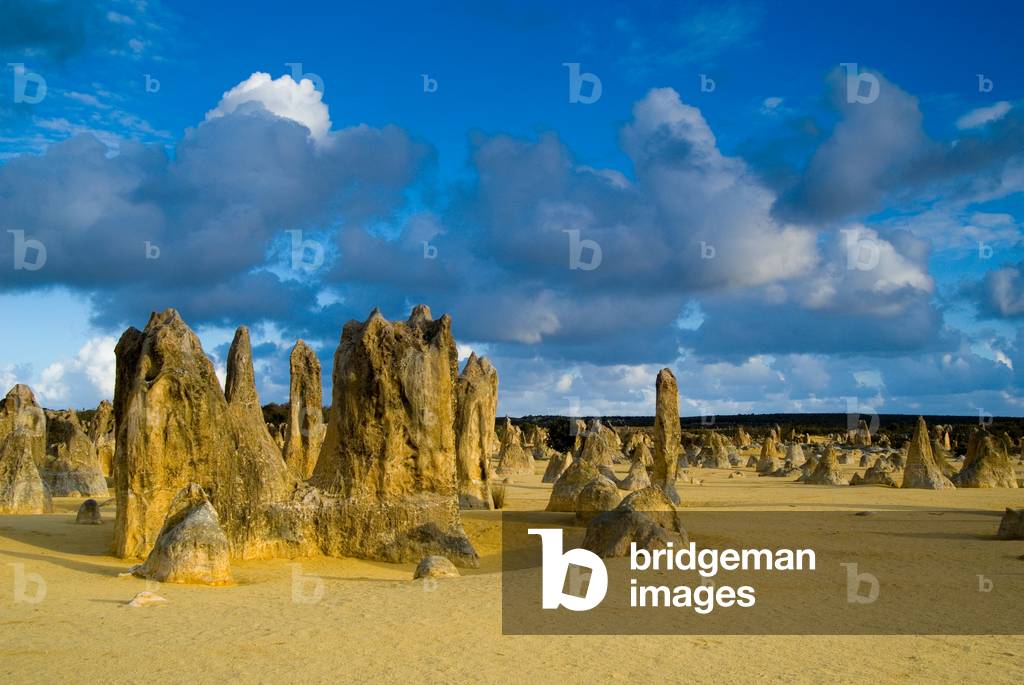 Limestone column formations in desert, dramatic sky in evening light, Pinnacles Desert, Nambung National Park, nr. Cervantes Western Australia (photo)
