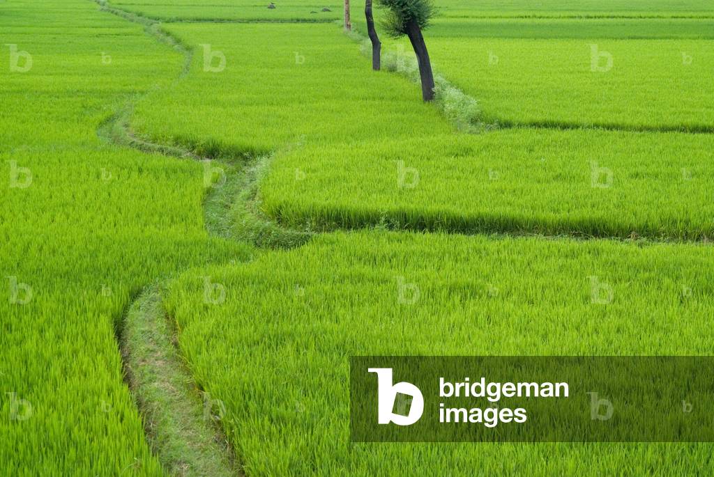 Paddy rice fields (photo)