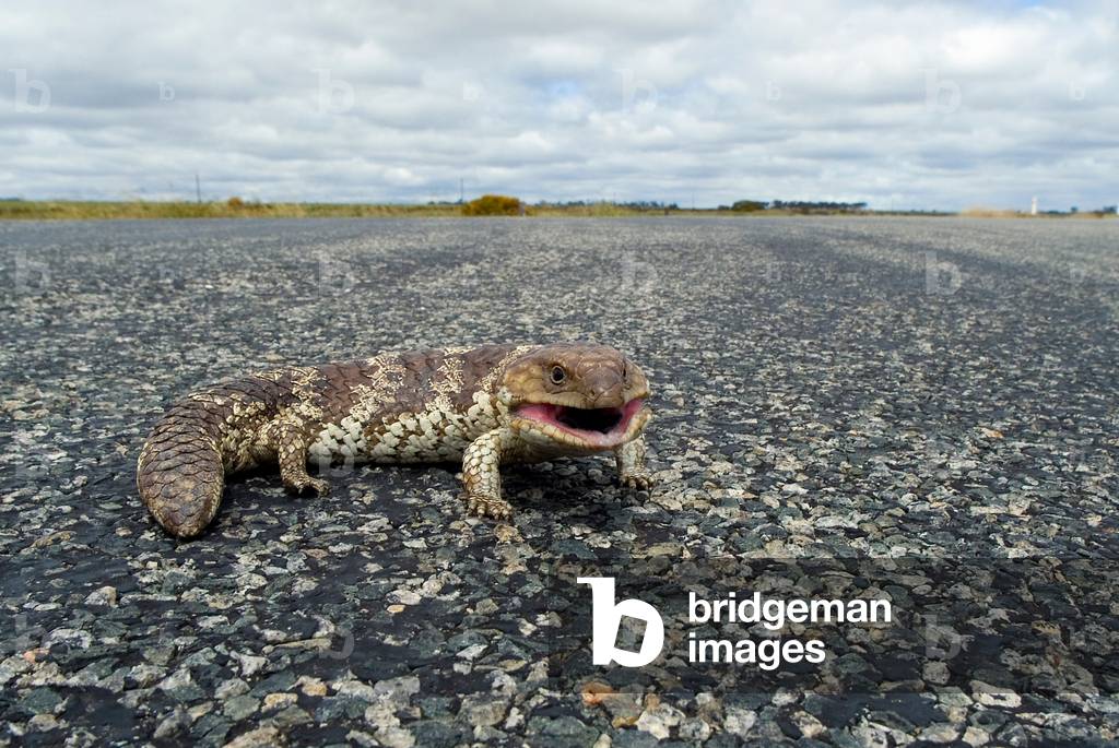 Shingleback aka. bobtail (Tiliqua rugosa) skink lizard on country road nr. Koorda, n/e Wheatbelt, Western Australia (photo)