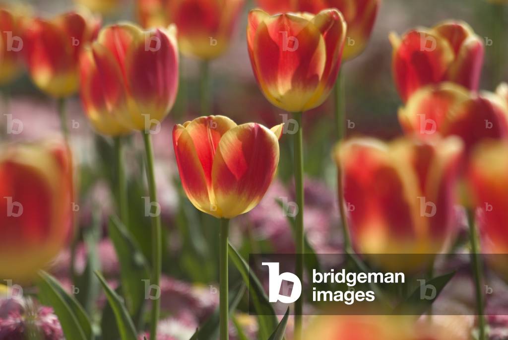 Cultivated tulip in a garden display, Singleton Botanic Gardens, Swansea, South Wales, United Kingdom (photo)