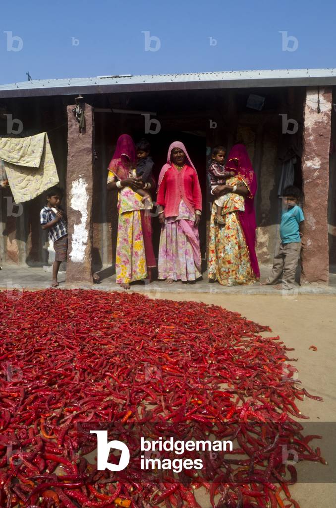 Desert farming family sun-drying red chili crop in yard of farmstead in remote hamlet,
Keralha Bakhar, Rajasthan, India (photo)
