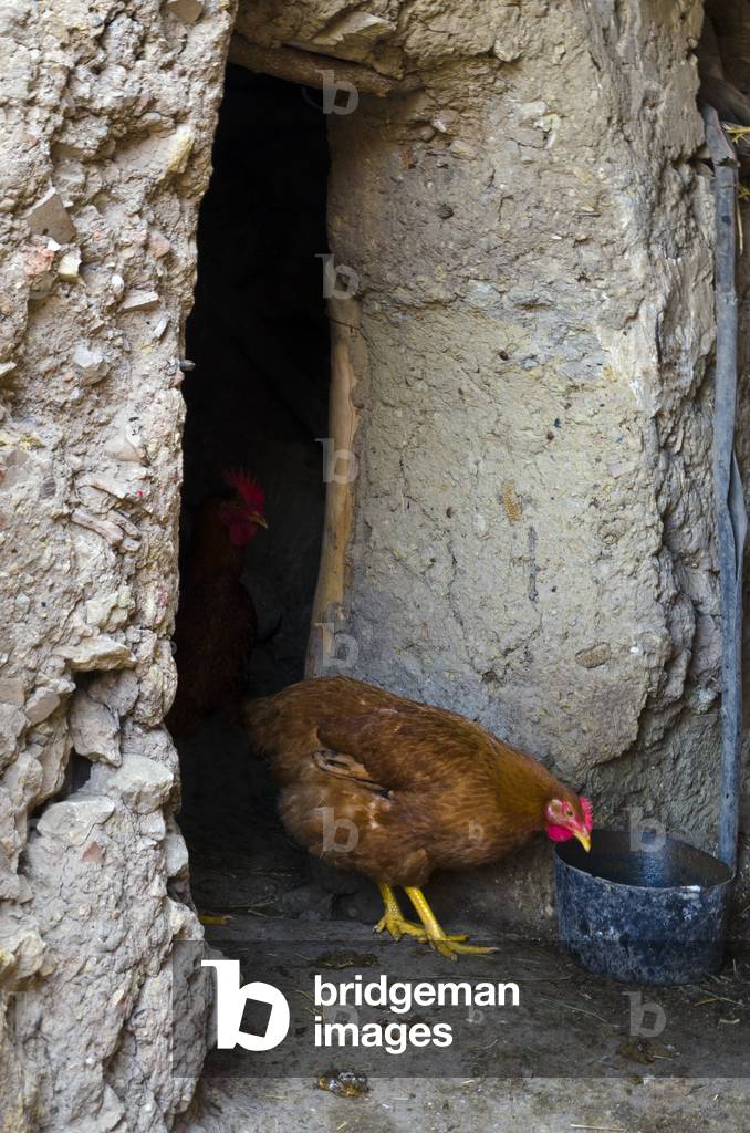 Chicken feeding in pen Berber village, Riad, High Atlas Mountains, Taroudant Province, Morocco (photo)