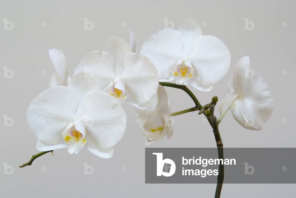 Moth Orchid (Phalaenopsis) epiphyte (photo)