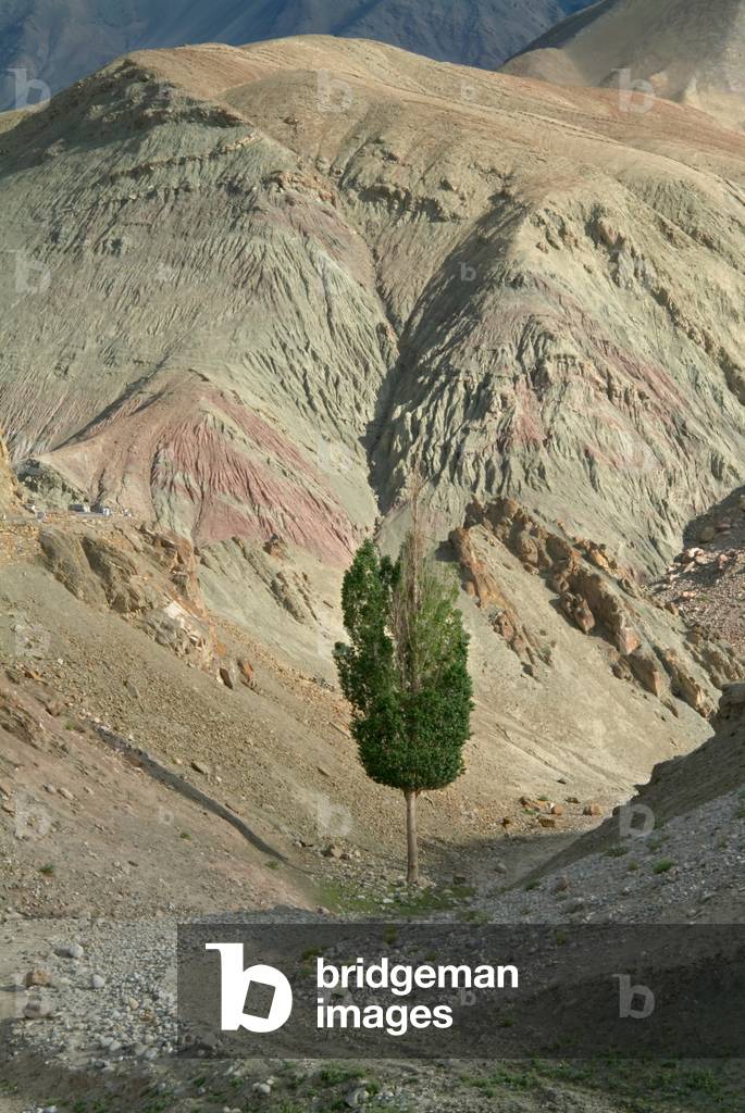 Himalayan landscape: Single poplar (populus sp.) next to rough unmade road in high-altitude desert mountains nr. Saspol, Ladakh, Jammu and Kashmir, India (photo)