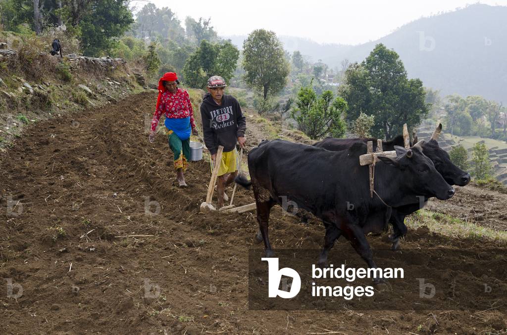 Subsistence hillfarming couple ploughing and planting terraced field in Himalayan foothills, 
Majhthana, near Pokhara, Nepal (photo)