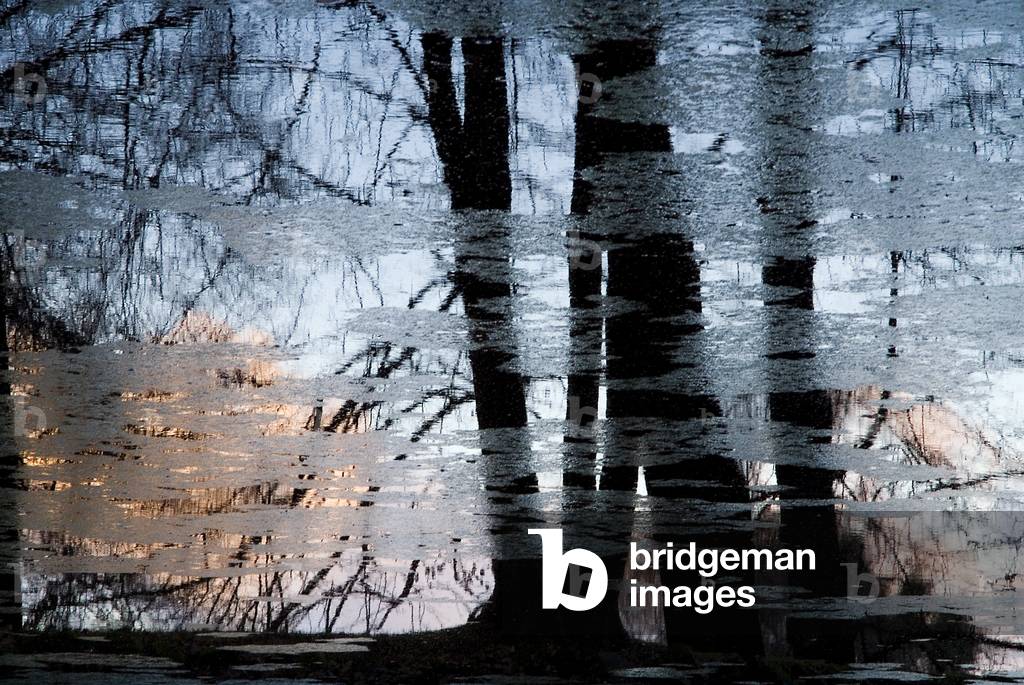Winter trees and sky reflections in pond, Kassel, Germany (photo)