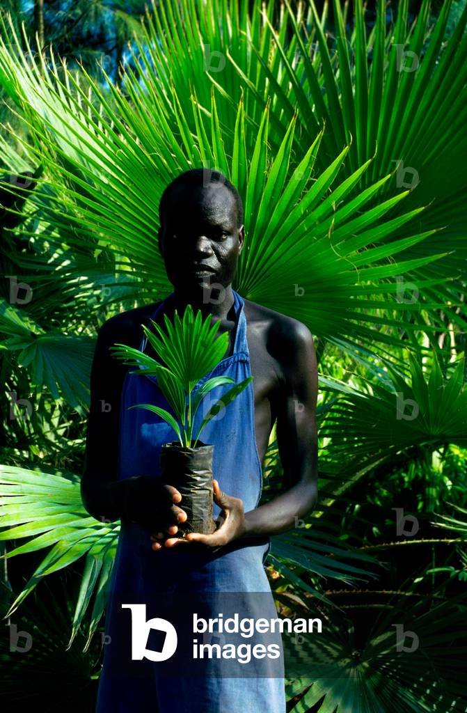 Gardener holding a palm tree seedling, tree nursery in reforested former coral limestone quarry, Haller Park, Mombasa, Kenya (photo)