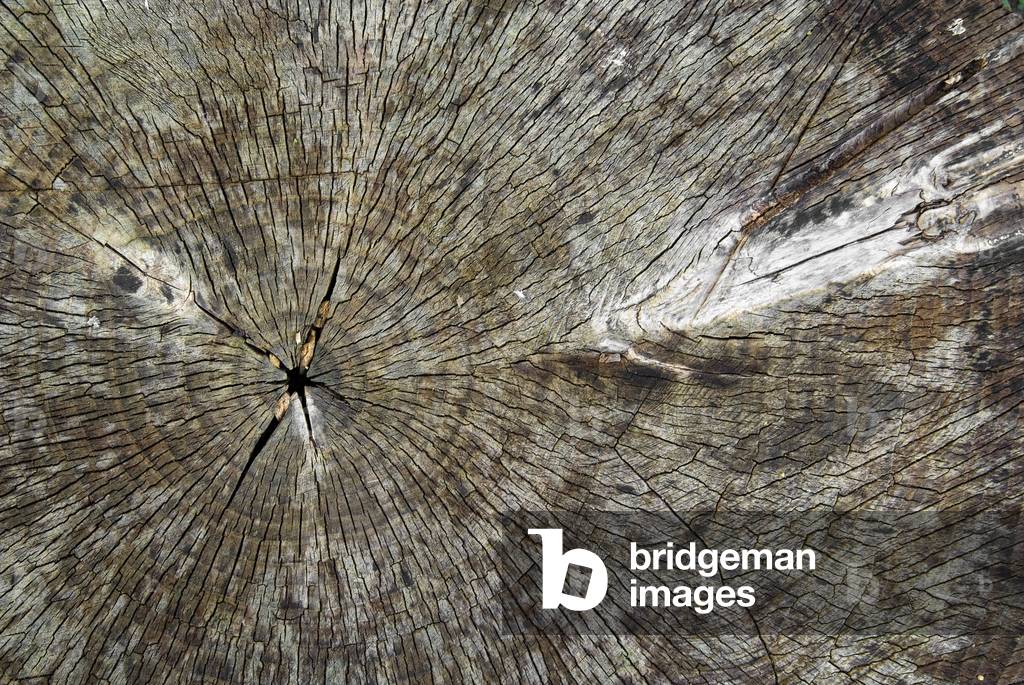 Cross section of old felled Poplar tree, showing growth rings and grain texture, Guxhagen, North Hesse, Germany (photo)