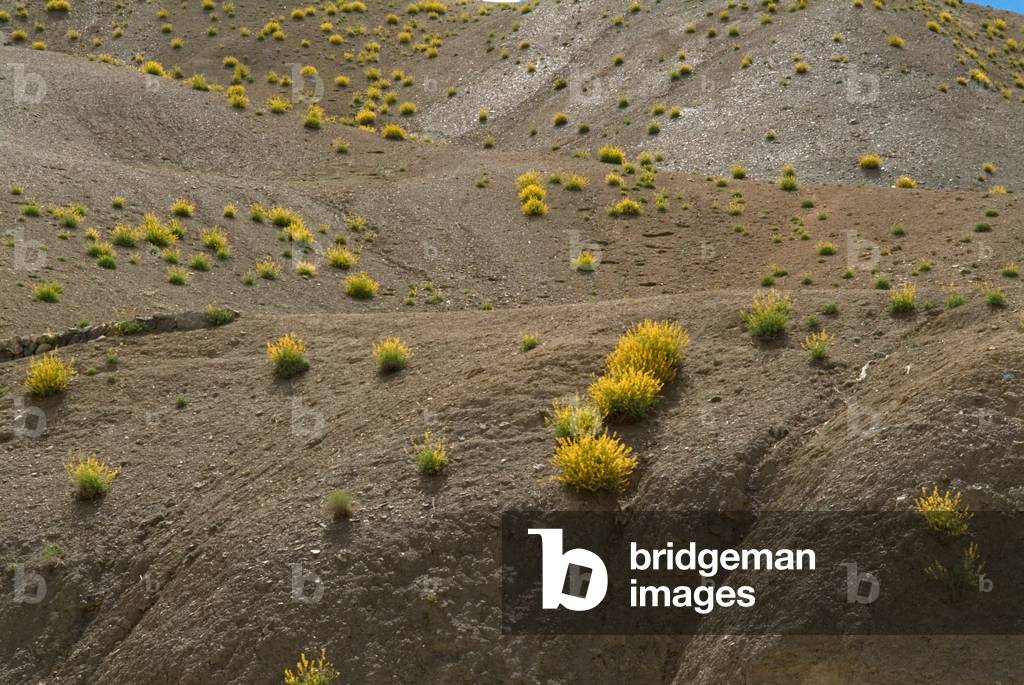 Himalayan landscape: Yellow flowering shrubs on scree slope nr. Namika La Pass, Ladakh, Jammu and Kashmir, India (photo)