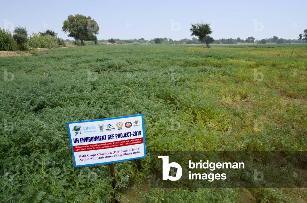 Chickpea field in a UN desert agriculture and rainwater harvesting project, Thar Desert, Rajasthan, India (photo)