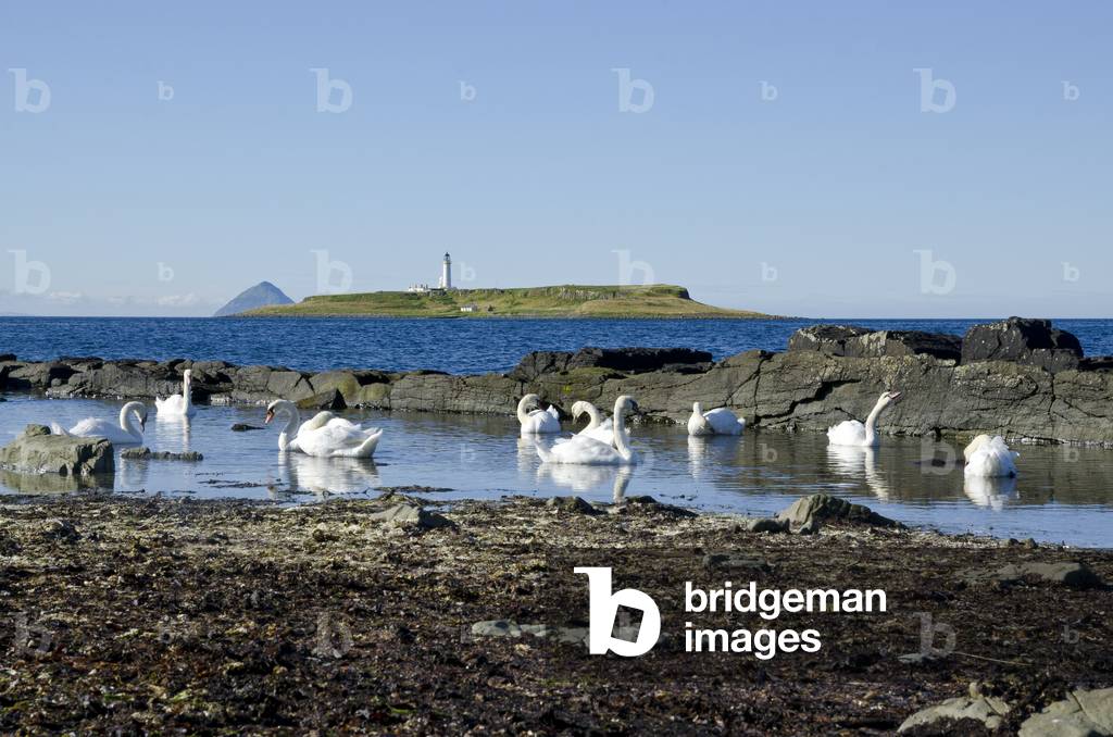 Mute Swans feeding in shallow coastal water on lowtide beach, Isle of Arran, Scotland, UK (photo)