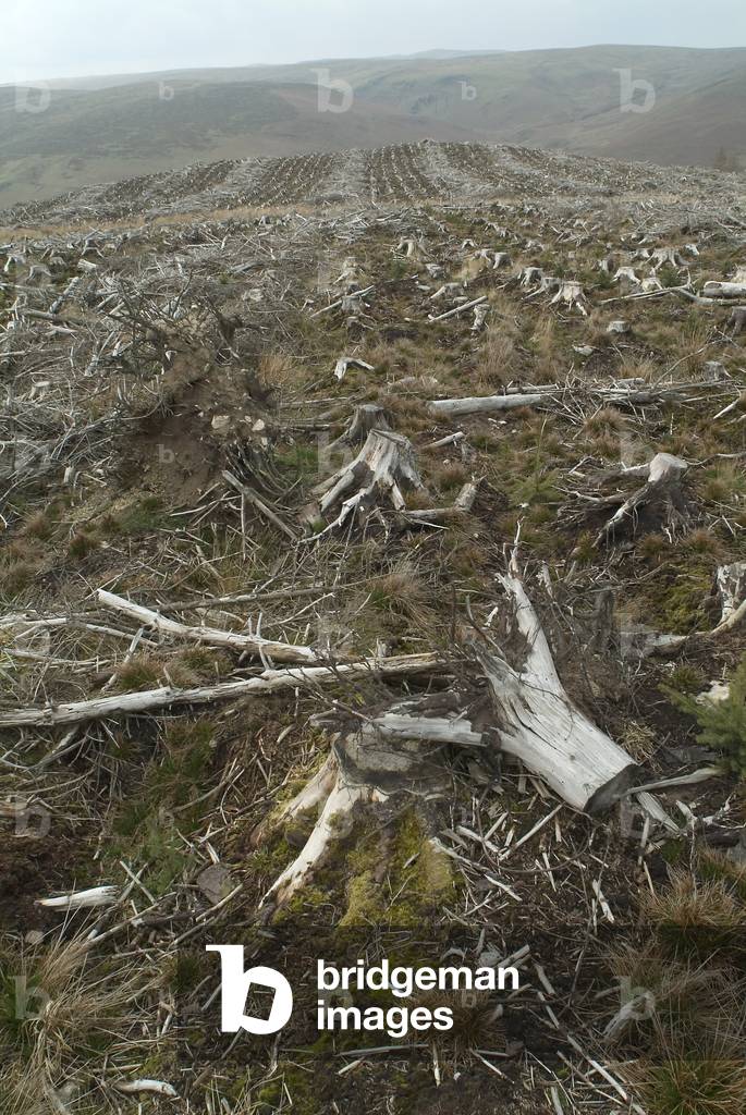 Tree stumps in clear-cut conifer forestry plantation, Abergwesyn, near Llanwrtyd Wells, Cambrian Mountains, Powys, South Wales, United Kingdom (photo)