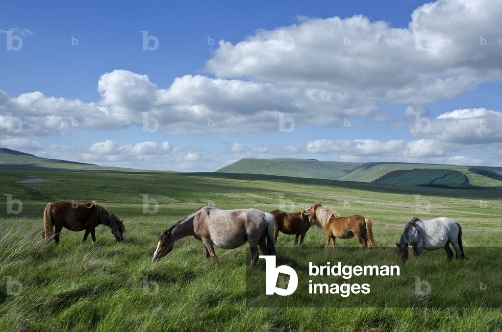 Welsh ponies grazing wild on uplands in Brecon Beacons National Park, South Wales (photo)