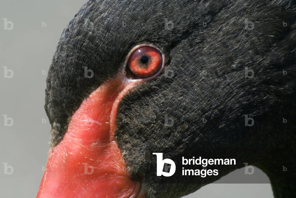 Black Swan (Cygnus atratus), National Wetlands Centre Wales, Llanelli, Carmarthenshire, South Wales, United Kingdom (photo)