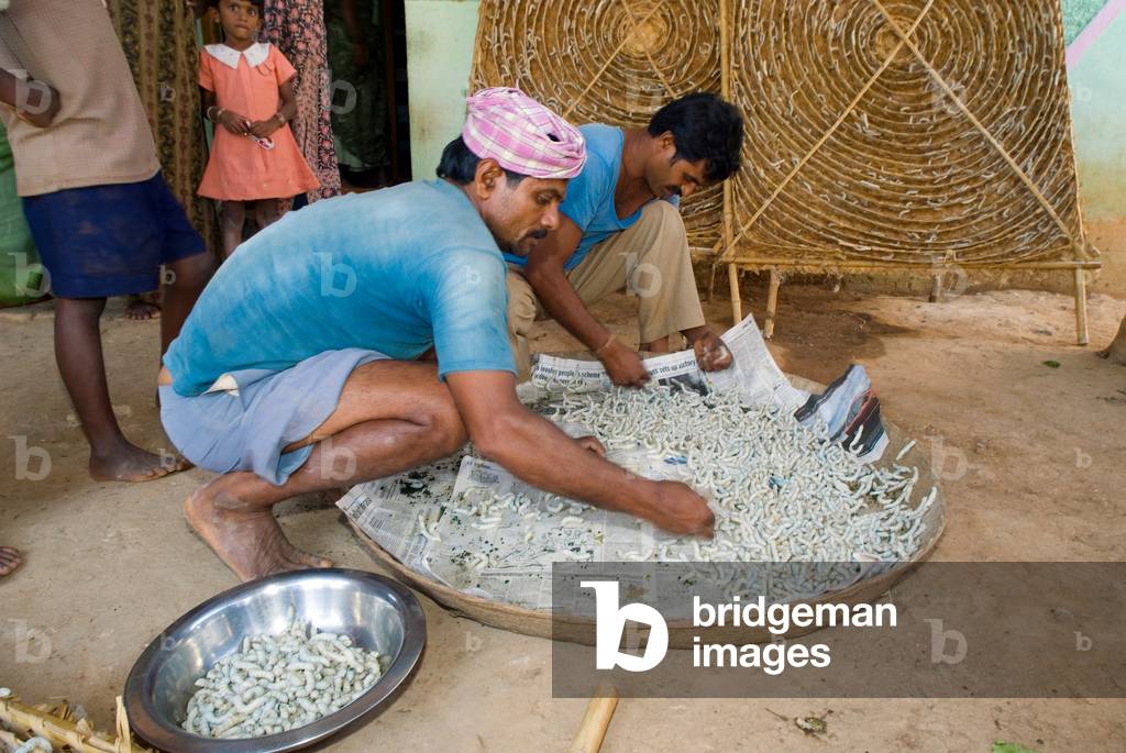 Male farmers sifting through mature larvae in a village (photo)