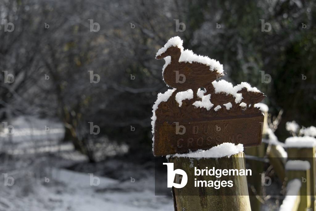 'Duck Crossing' sign on gatepost in snow, Bishops Wood, Murton, Gower, South Wales, UK (photo)