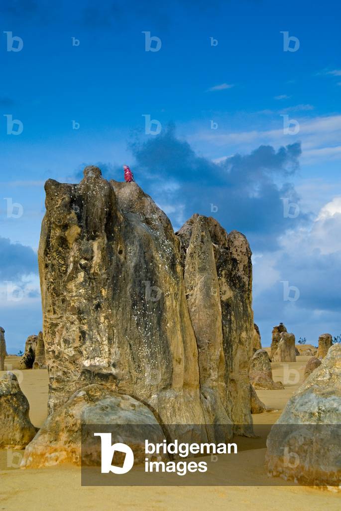 Limestone column formations in desert in evening light, galah (Eolophus roseicapillus, aka. pink&grey or rose-breasted cockatoo) on rock Pinnacles Desert, Nambung National Park, nr. Cervantes Western Australia (photo)