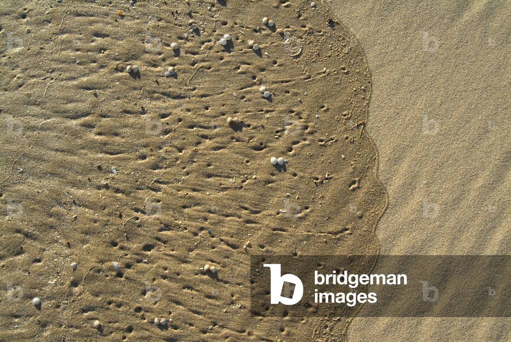 High tide line with receding wave leaving small shells and patterns in the sand, Tor Bay, Gower, South Wales, United Kingdom (photo)