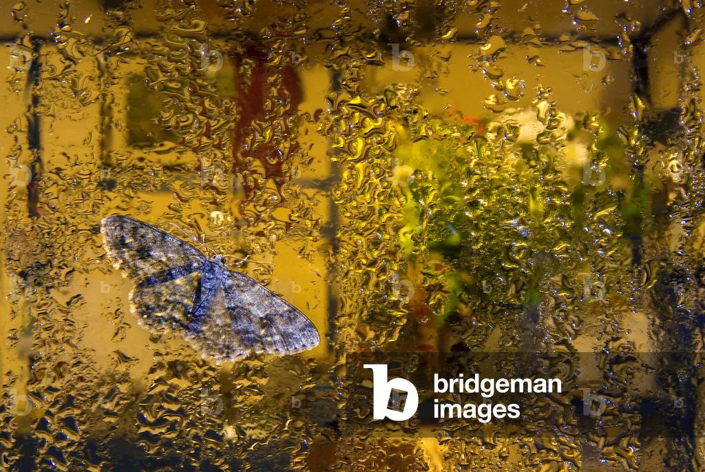 Engrailed geometrid moth on rainy nighttime kitchen window,  Murton, Gower, South Wales, UK (photo)