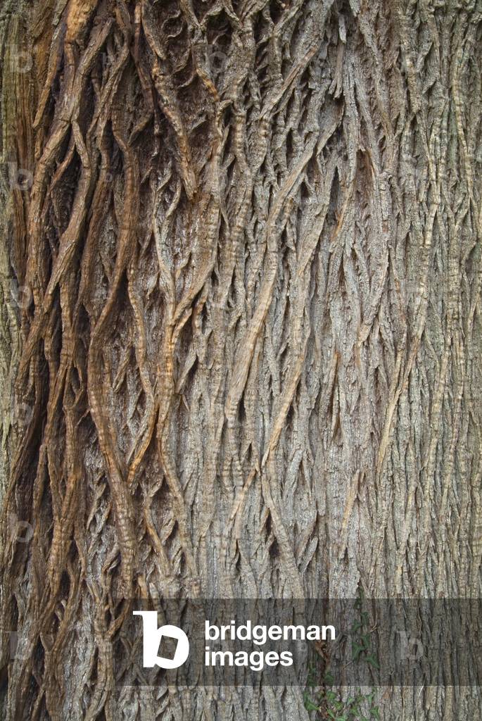 Close-up of bark on old Chestnut tree (Castanea sativa), Bodnant Garden, near Conwy, North Wales, United Kingdom (photo)
