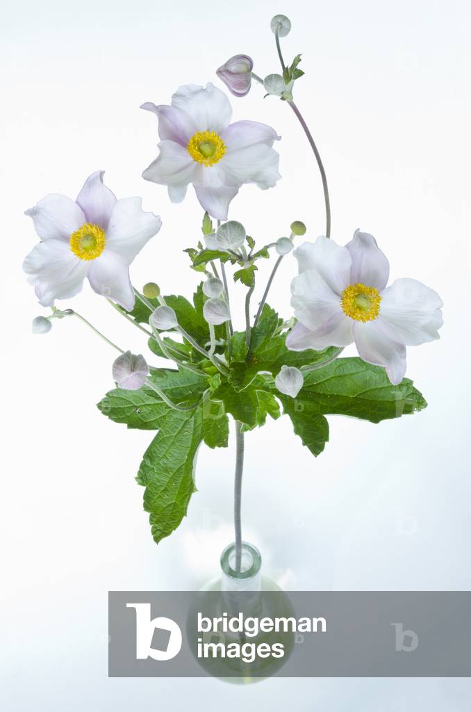 Japanese Anemone (Anemone japonica) flowering in a glass vase, 2020 (photo)