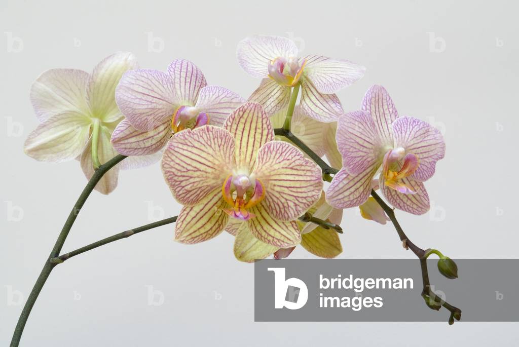 Moth Orchid (Phalaenopsis Lundy) epiphyte (photo)