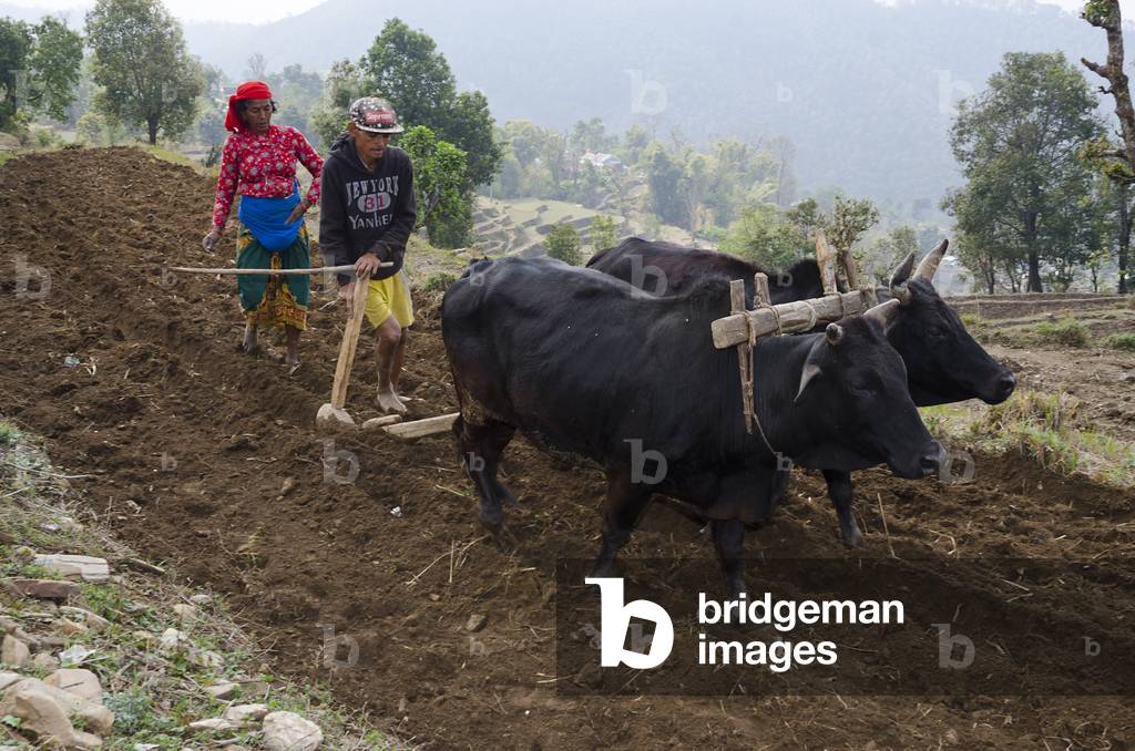 Subsistence hillfarming couple ploughing and planting terraced field in Himalayan foothills, 
Majhthana, near Pokhara, Nepal (photo)