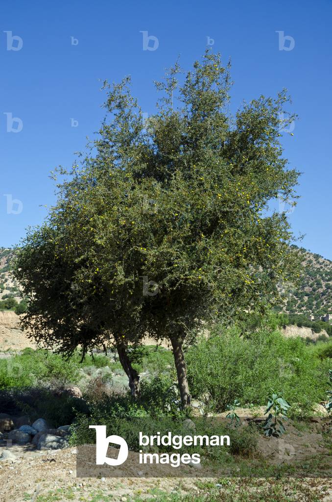 Argan (Argania spinosa) trees High Atlas foothills, Riad, Taroudant Province, Souss-Massa-Draa Region, Morocco (photo)
