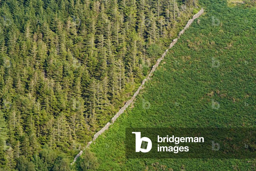 Edge of forestry conifer plantation separated by drystone wall from bracken-covered open hillside, Llanelltyd, near Dolgellau, Snowdonia National Park, N.Wales, UK (photo)