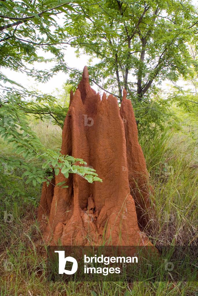 Termite mound (photo)