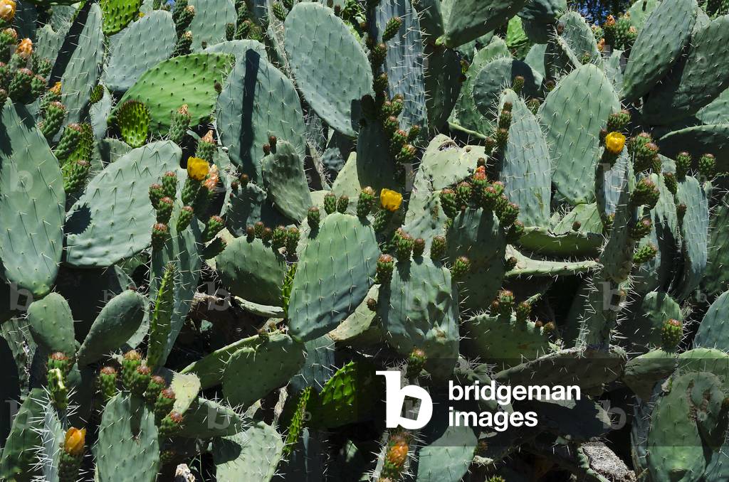 Prickly Pear Opuntia ficus-indica) cactus, Tazglimt, High Atlas Mountains, Taroudant Province, Morocco (photo)