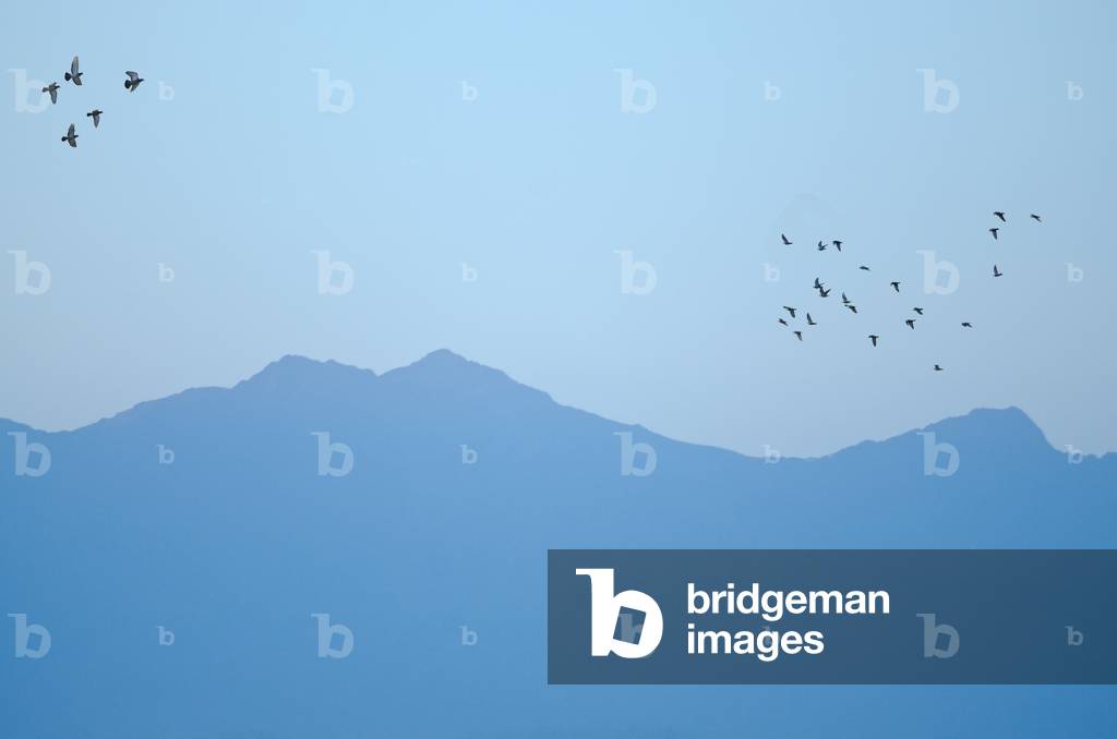 High Atlas Range: Jbel Aoulime (3,555m) and flocking rock doves at dusk, seen from Taroudant, Souss-Massa-Draa Region, Morocco (photo)